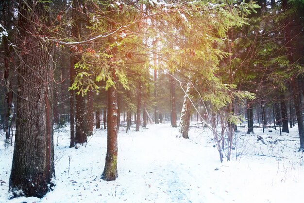 Zonsondergang in de winter bos. Geweldig winterlandschap in sprookjesbos.