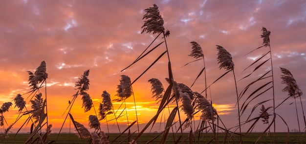 Zonsondergang in de winter