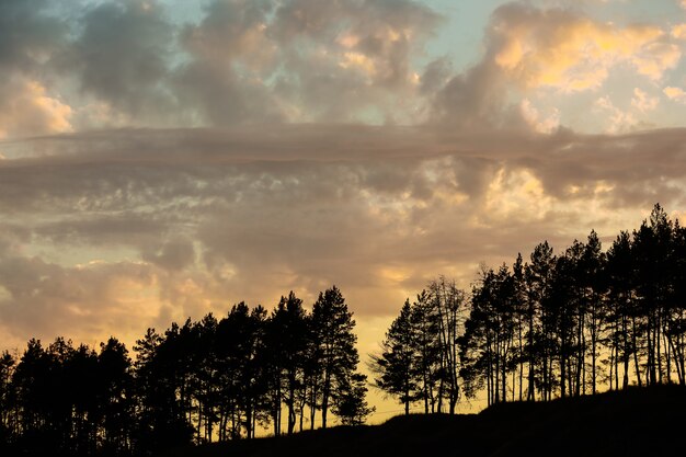 Zonsondergang in een dennenbos