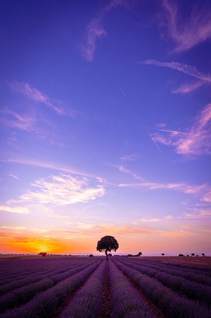 Zonsondergang in een lavendelveld met kopieerruimte natuurlijk landschap Brihuega Guadalajara Spanje