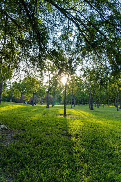 Zonsondergang in een park zonsondergang mensen picknicken rond bomen die de zonnestralen filteren Guadalajara