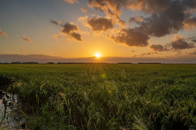 Zonsondergang in een rijstveld van de "Albufera van Valencia" met wolken, Valencia, Spanje.