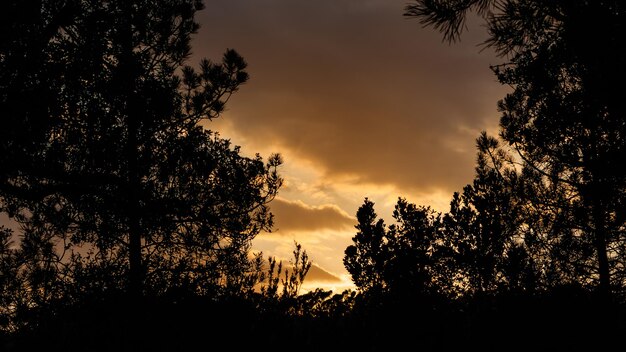 Foto zonsondergang in het bos op een bewolkte dag