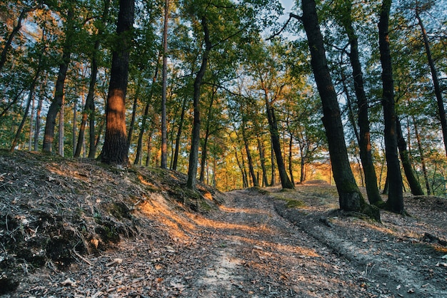 Zonsondergang in het bos