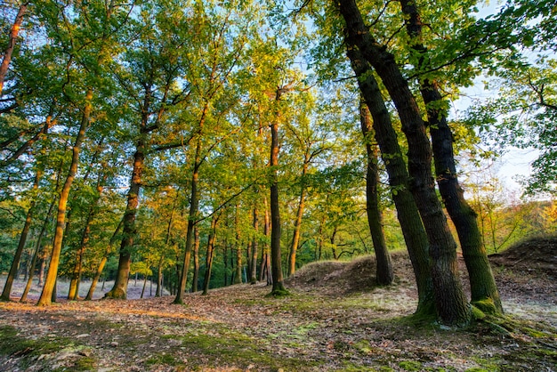 Zonsondergang in het bos