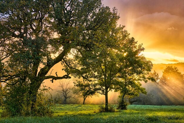 Zonsondergang in het bos