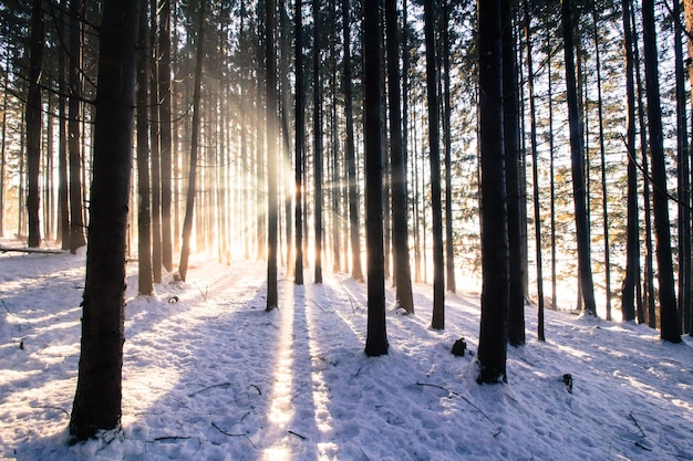 Zonsondergang in het winterbos Zonnestralen en schaduwen besneeuwd