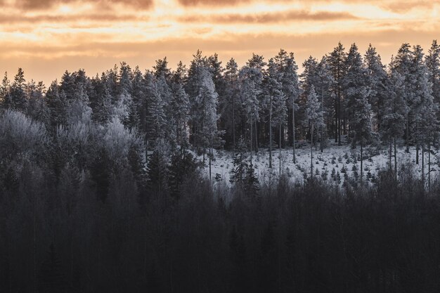 Zonsondergang in het winterwoud Mooi winterlandschap met bomen