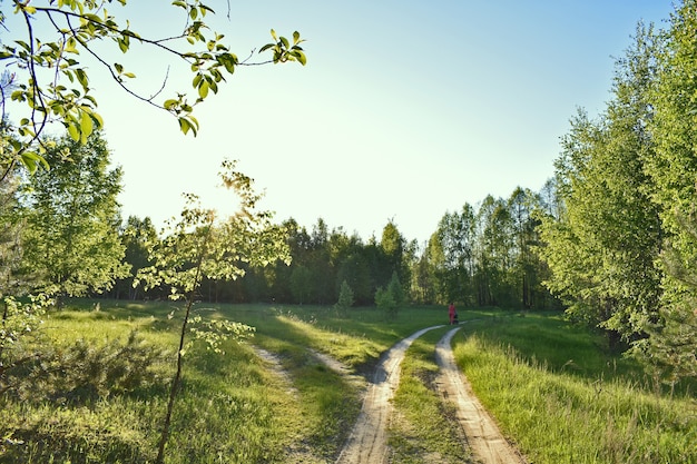 Zonsondergang in het zomerse groene bos