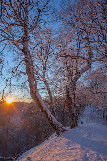 Zonsondergang in Sabaduri bos, prachtig winterlandschap. Georgië