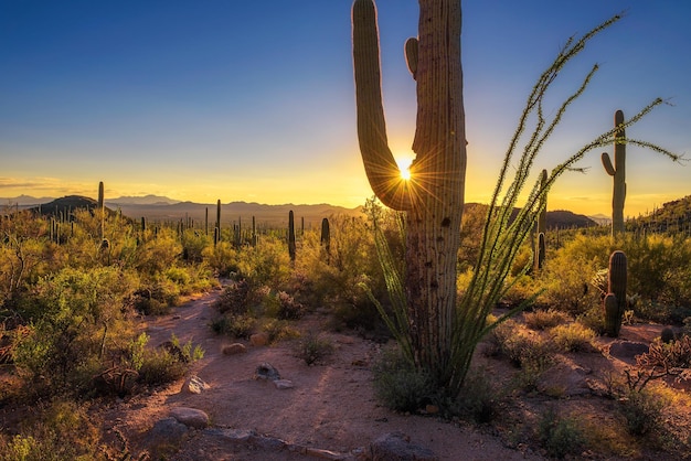 Zonsondergang in Saguaro National Park in Arizona