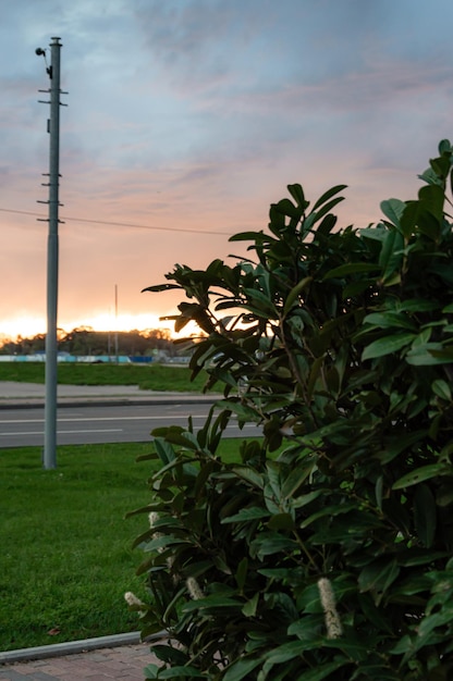 Zonsondergang in stadsgras in de ondergaande zon zonsondergangen in sochi sirius natuur en zonsondergang hoge kwaliteit foto