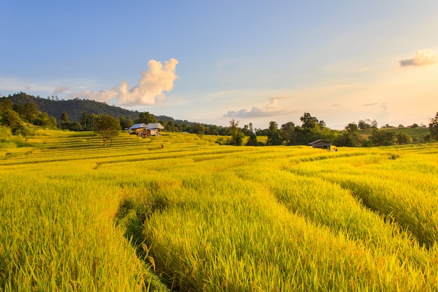 Zonsondergang in terrasvormig paddy field in mae-jam-dorp, chiang mai province, thailand