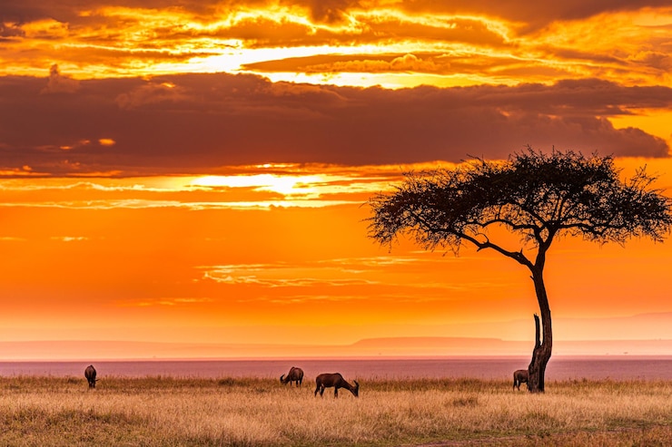 Foto zonsondergang kenia landschap impala afrikaanse antilope dieren dieren zoogdieren savanna grassland maasai mar.
