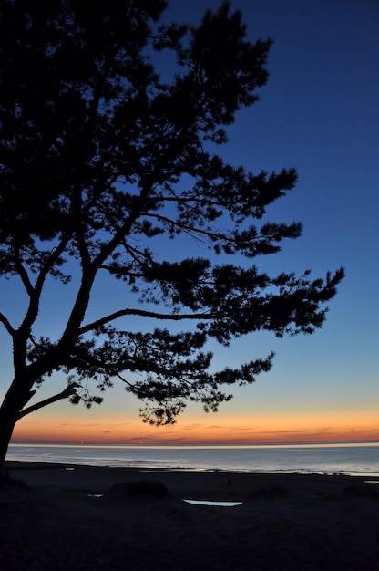 Zonsondergang met dennensilhouet op het strand Saulkrasti, Letland, Oostzee