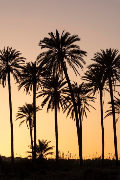 Zonsondergang met palmboomgaard silhouet blauwe lucht met gouden zoncala ferris torrevieja alicante