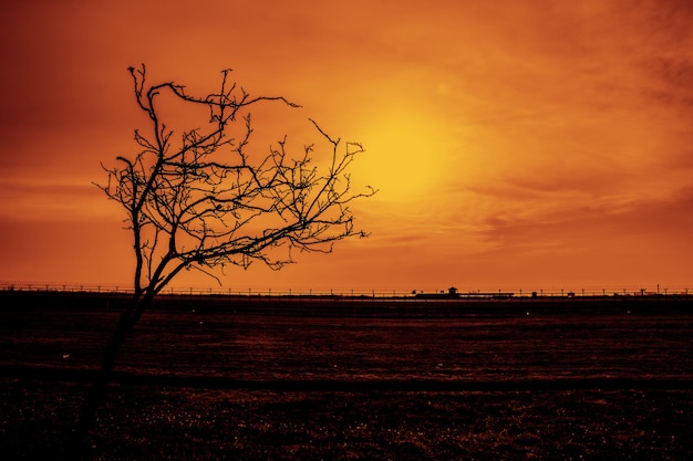 Zonsondergang met silhouetboom