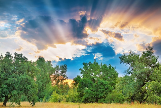 Foto zonsondergang met zonnestralen over groene bomen in een forest