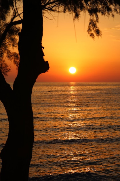 Zonsondergang op het strand met donker boomsilhouet