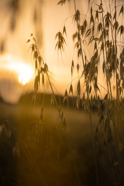 Zonsondergang op het tarwegebied