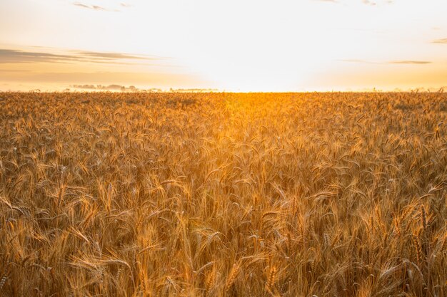 Zonsondergang op het veld met jonge rogge of tarwe in de zomer