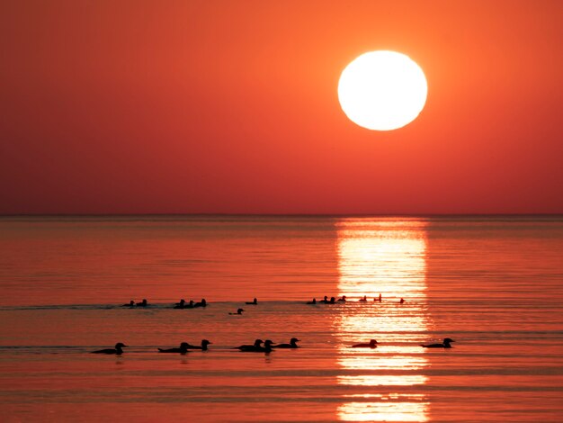 zonsondergang op zee in rood met reflecties in kleine golven en watervogels silhouet