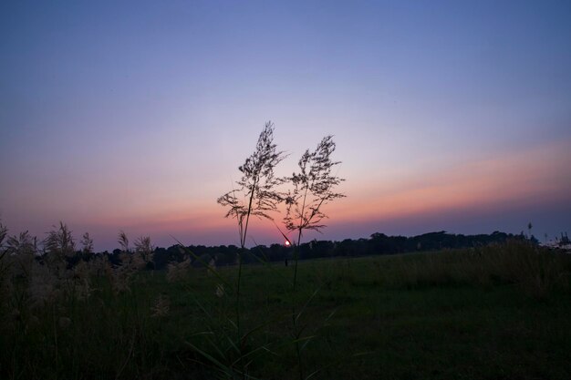 Zonsondergang over het Kans gras of Saccharum spontaneum bloemen landschapsmening