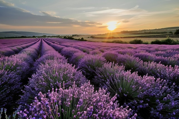 Zonsondergang over lavendelvelden in de Provence, Frankrijk