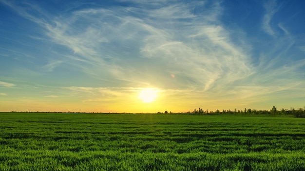 Zonsondergang over tarweveld blauwe lucht en zon over het veld