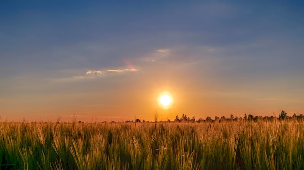 Zonsondergang over tarweveld blauwe lucht en zon over het veld