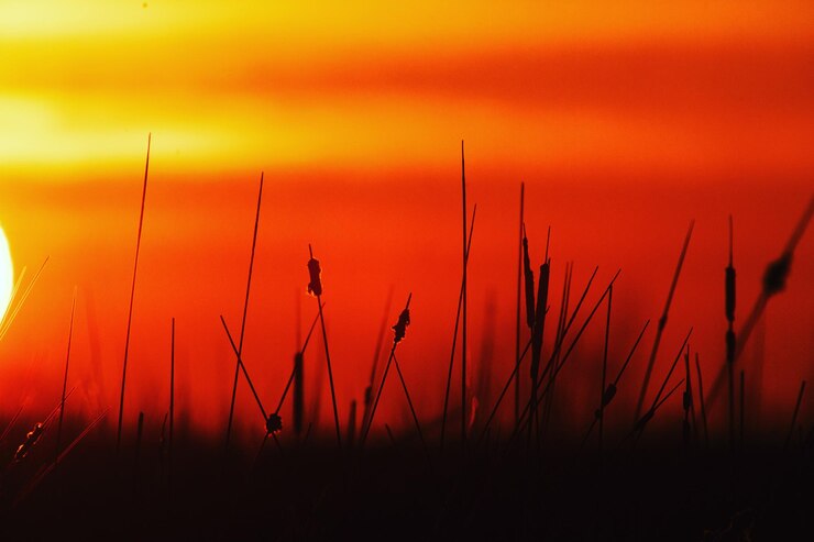 Foto zonsondergang silhouet van wild gras
