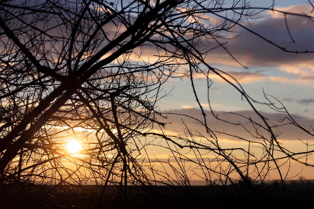 Zonsondergang tegen de achtergrond van een bladloze boom