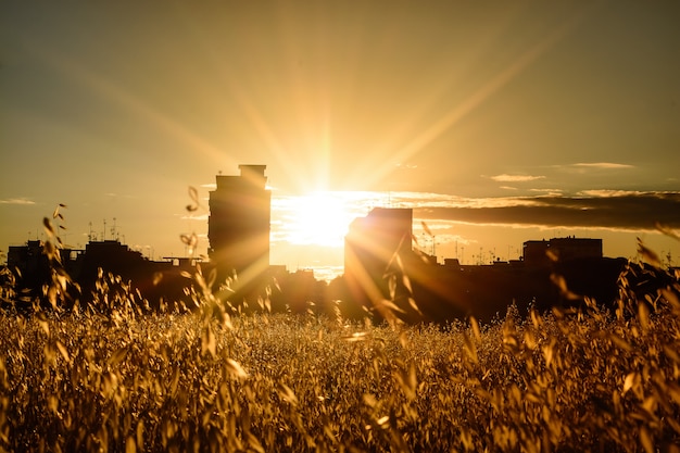 Foto zonsondergang tussen de haver