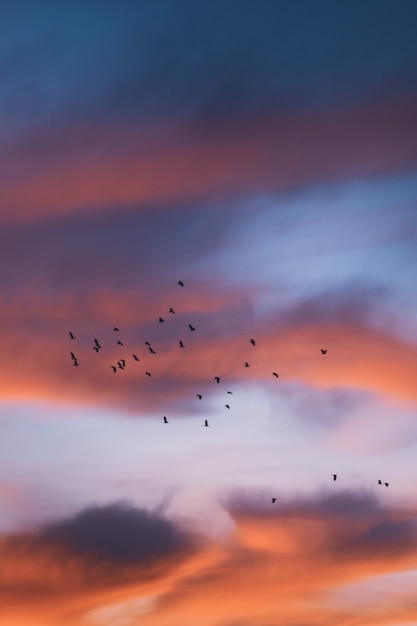 zonsondergang vliegende vogels over zee en kleurrijke rode wolk op sky
