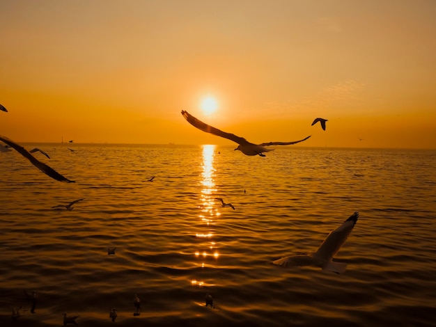 Zonsondergang Zeevogel Silhouet zonsondergangSilhouet vogel vliegende fotografie Zee Minimale fotografie