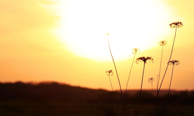 Zonsondergang