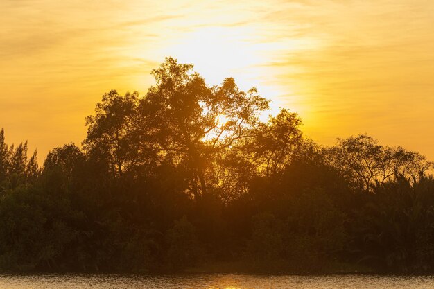 Zonsondergangboom Mooie oranje zonsonderganghemel en zon door de boomtakken in het grasgebied in bac