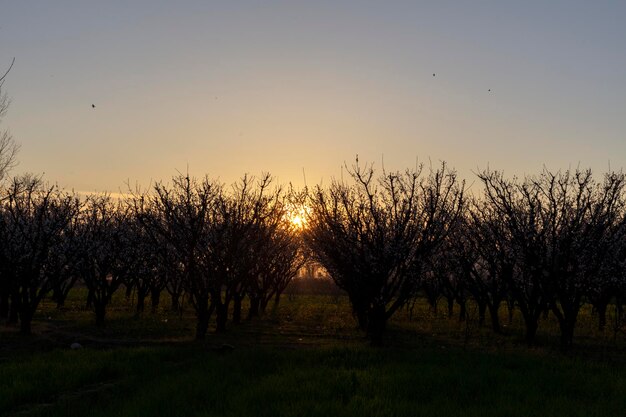 Zonsondergangmening over abrikozenboomgaard