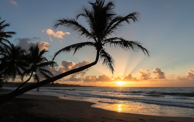 Zonsondergangparadijs strand en palmbomen eiland Martinique