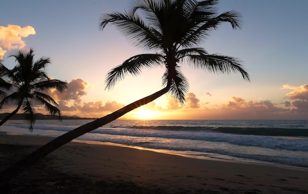 Zonsondergangparadijs strand en palmbomen eiland Martinique