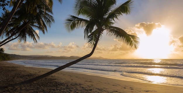 Zonsondergangparadijs strand en palmbomen eiland Martinique