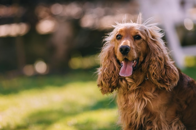 Zonsondergangportret van een cocker-spaniëlpuppy Dit is een zeer liefdevolle