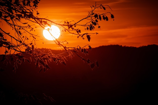 Zonsondergangstralen op een boom in Brusati Monticelli