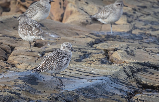 Zonsondergangwandeling langs de Cantabrische kust en verschillende vogels en de zonsondergang observeren!