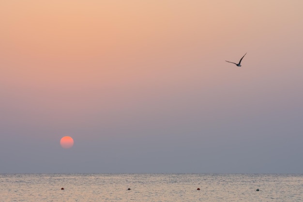 zonsopgang bij de zee met een meeuw op vakantie