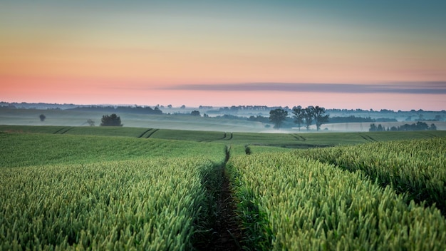 Zonsopgang bij groen mistig veld in de zomer van Europa