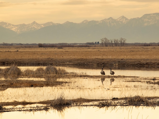 Zonsopgang bij Monte Vista National Wildlife Refuge