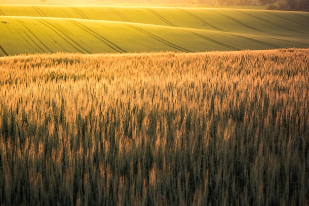 Zonsopgang boven glooiende heuvels in de regio Tsjechisch Moravië in de zomer