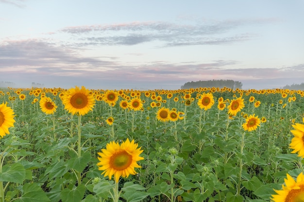 Zonsopgang boven het veld met zonnebloemen tegen een bewolkte hemel.