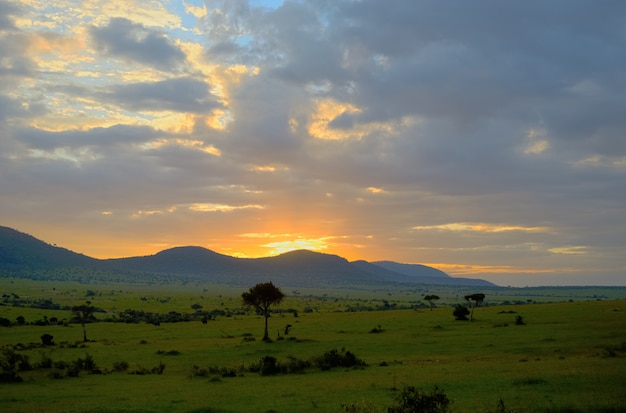 Zonsopgang in Afrikaanse savanne, het nationale park van Masai Mara, Kenia, Afrika